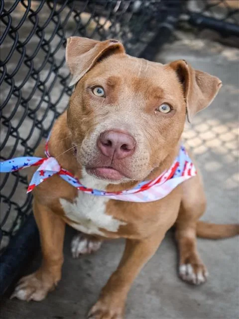 A young large-sized female Pit Bull Terrier dog named Nala for adoption in Tulsa, OK