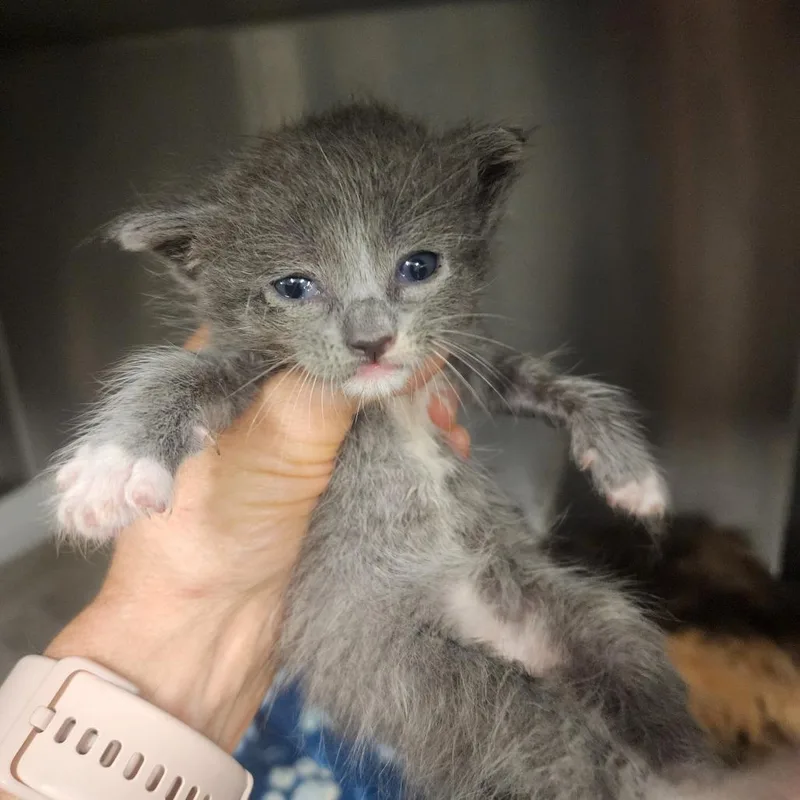 A baby small-sized male Gray / Blue / Silver Domestic Short Hair cat named Pip for adoption in Evensville, TN