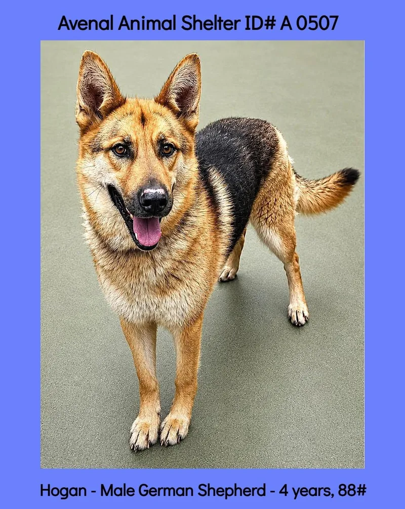 A young large-sized male Black German Shepherd Dog dog named Hogan for adoption in Avenal, CA