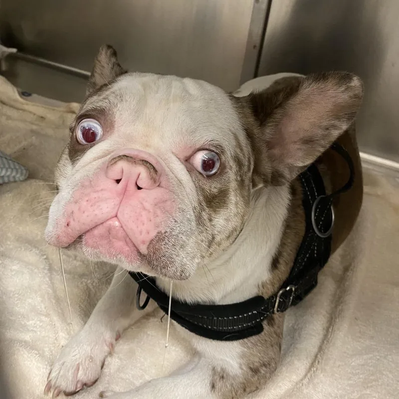 A young medium-sized male Red / Chestnut / Orange French Bulldog dog named WAGSStray for adoption in Westminster, CA