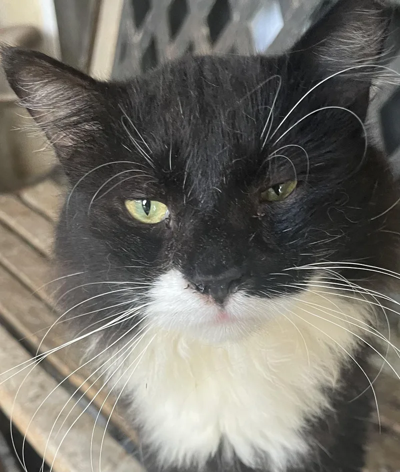 An adult medium-sized male Black & White / Tuxedo Domestic Medium Hair cat named Mittens for adoption in san antonio, TX