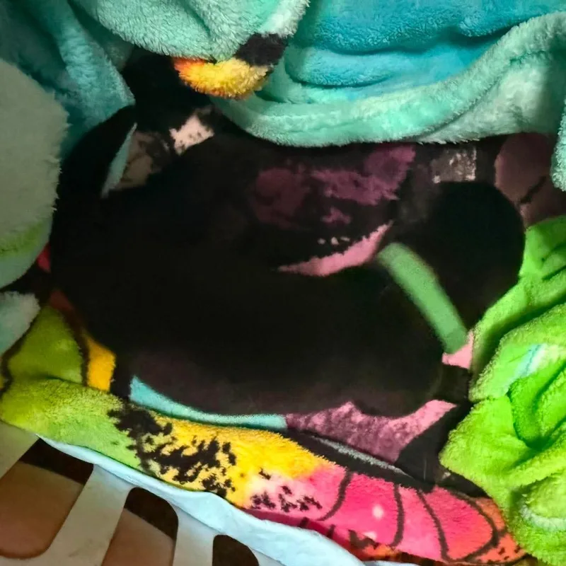 A baby small-sized male Black German Shepherd Dog dog named Gemini for adoption in Tulsa, OK