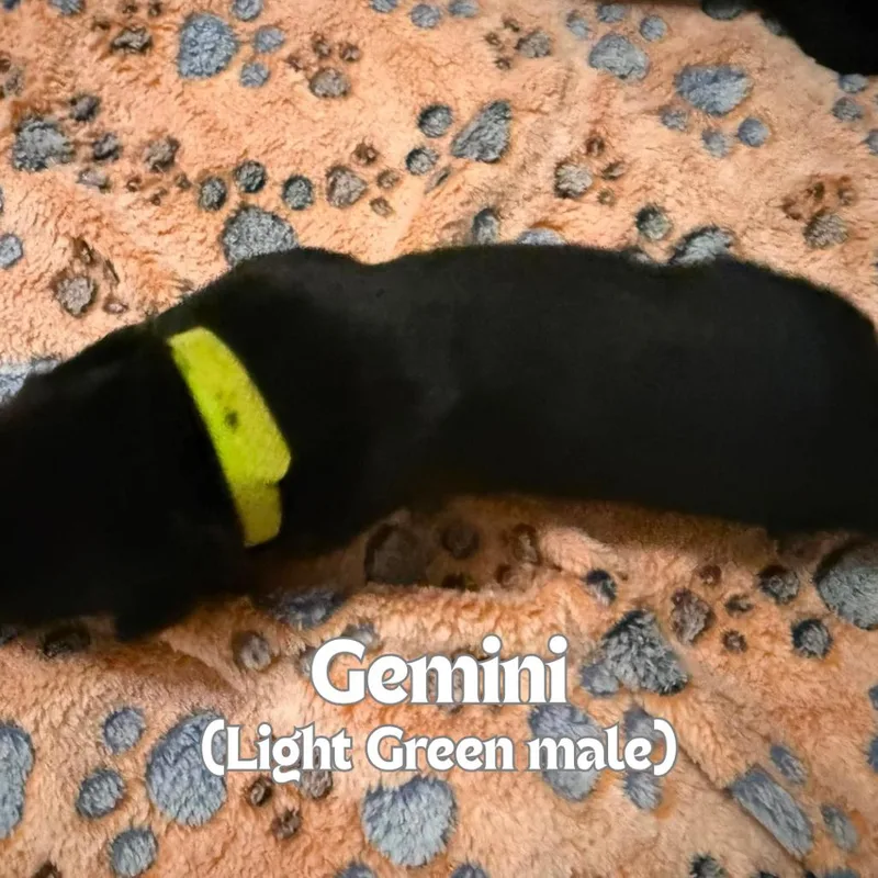 Gemini thumbnail 2