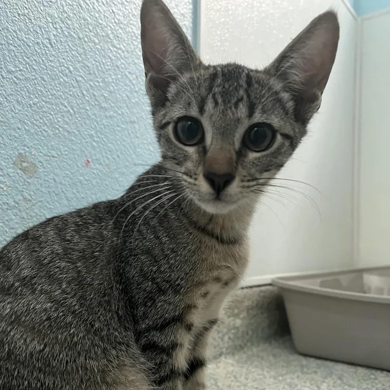 A baby small-sized male Brown / Chocolate Domestic Short Hair cat named Brownie for adoption in Hawthorne, CA