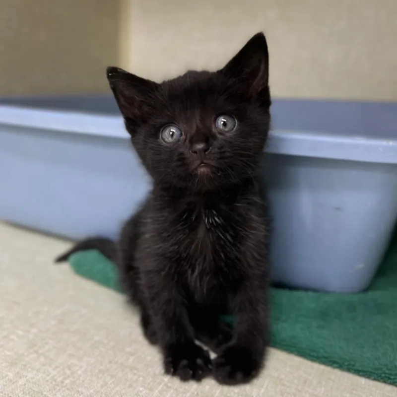 An adult small-sized female Domestic Short Hair cat named Blueberry for adoption in Los Angeles, CA