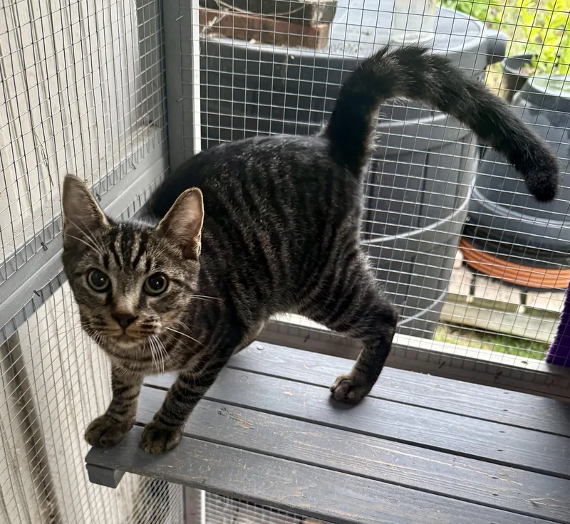 A baby medium-sized male Domestic Short Hair cat named Ace for adoption in Johnson City, TN