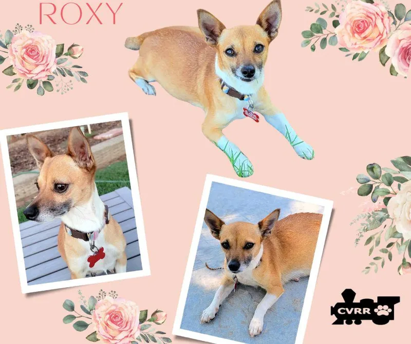 An adult small-sized female Chihuahua dog named Roxy for adoption in LINDSAY, CA