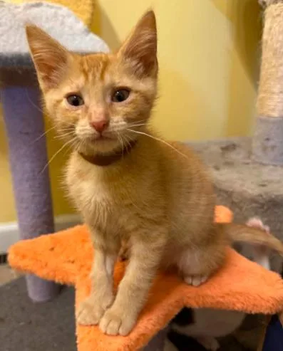 A baby medium-sized male Orange / Red Domestic Short Hair cat named Riot for adoption in Battle Creek, MI
