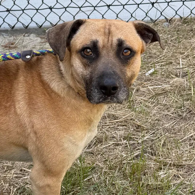 An adult medium-sized male Terrier dog named Bjorn for adoption in Tarboro, NC