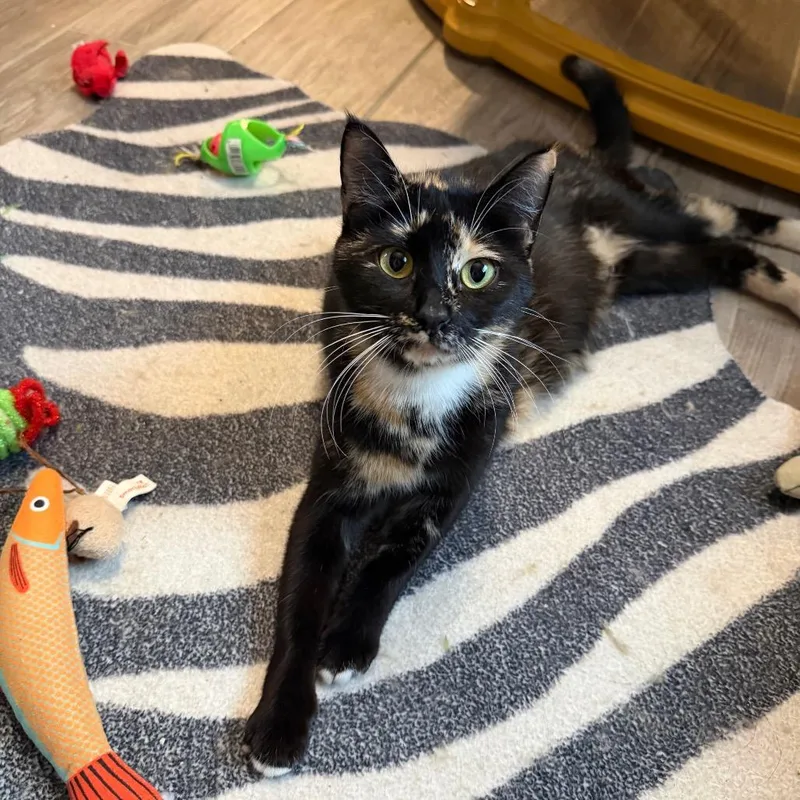 An adult medium-sized female Black Domestic Short Hair cat named Evermore for adoption in Juno Beach, FL