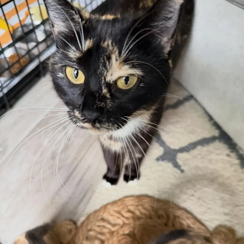 Evermore thumbnail 2