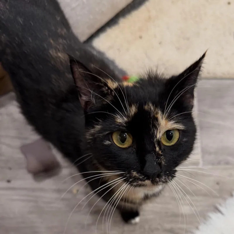 Evermore thumbnail 3