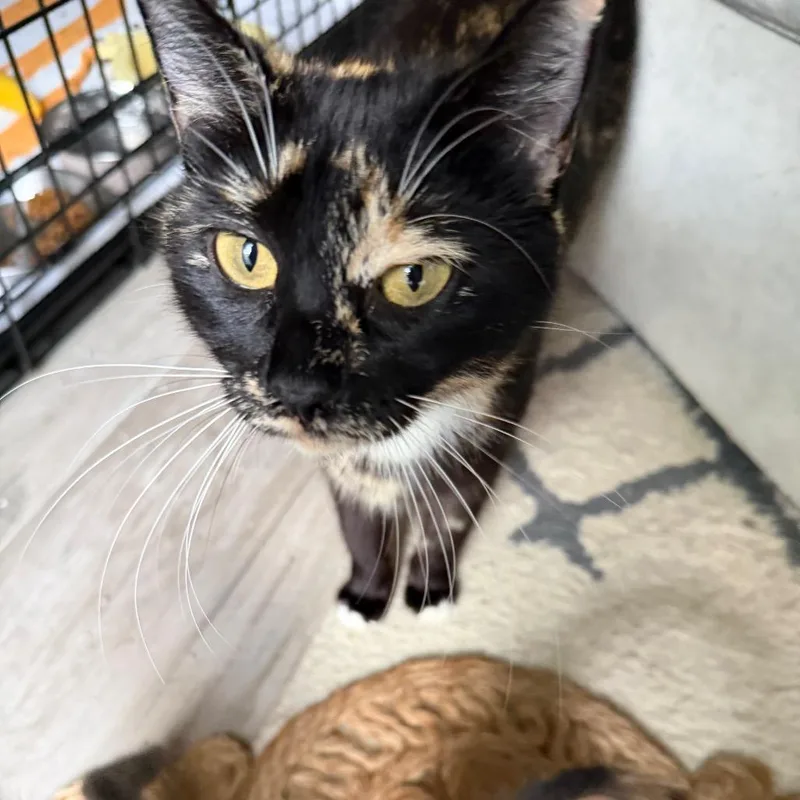 Evermore thumbnail 4