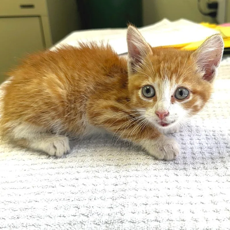 A baby small-sized male Orange / Red Domestic Short Hair cat named Felix for adoption in Warrensburg, MO