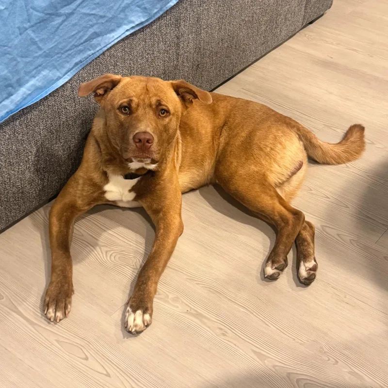 A young medium-sized male Golden Terrier dog named Beignet for adoption in Corpus Christi, TX