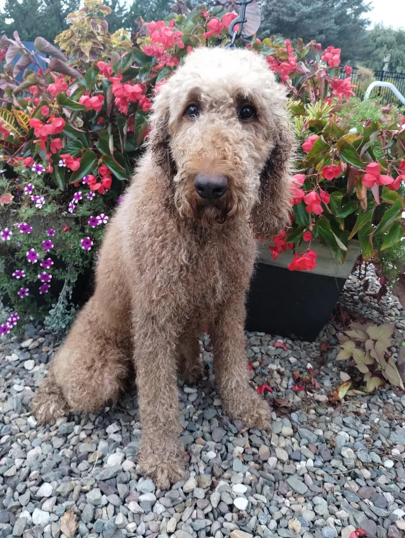 An adult large-sized male Standard Poodle dog named Rebel Hunter for adoption in Berwick, PA