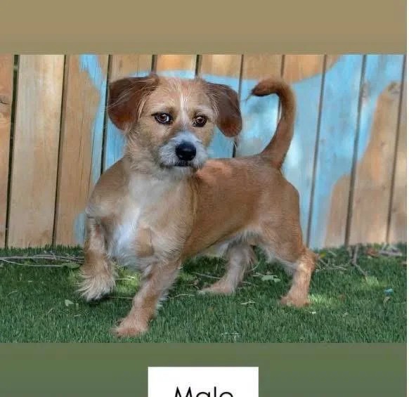 A young medium-sized male Terrier dog named Melvin for adoption in Heber City, UT