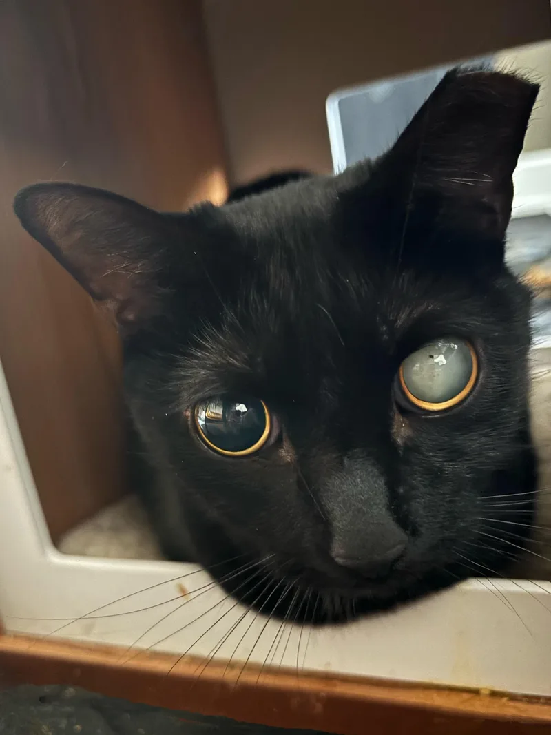 Penumbra & Sombra thumbnail 2