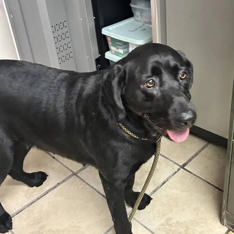 An adult large-sized female Labrador Retriever dog named Dixie Mae for adoption in Newport, NC