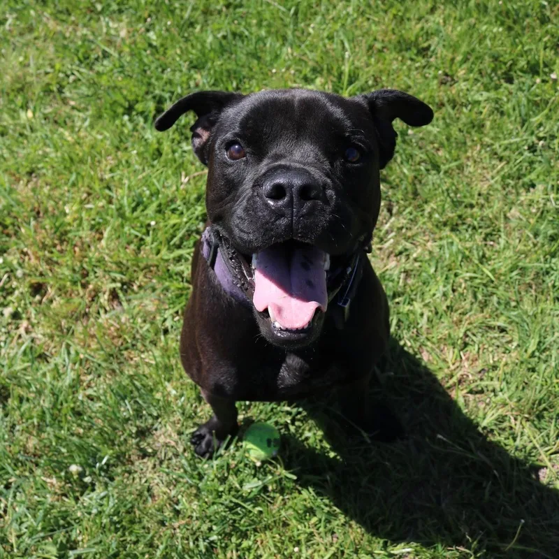 An adult large-sized male Black Boxer dog named Dale for adoption in La Grande, OR