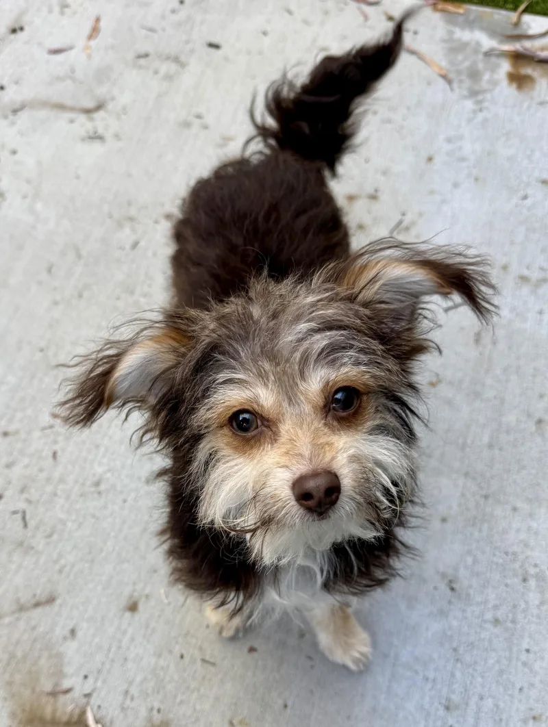 A baby small-sized male Brown / Chocolate Yorkshire Terrier dog named Drake for adoption in Los Alamitos, CA