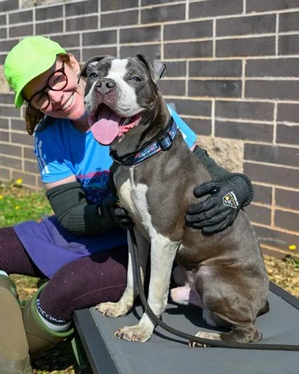 An adult medium-sized male Mixed Breed dog named Morcant for adoption in Chamblee, GA