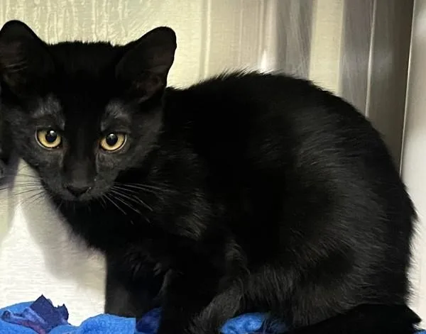 A baby small-sized female Domestic Short Hair cat named Kiwi for adoption in Santa Rosa, CA