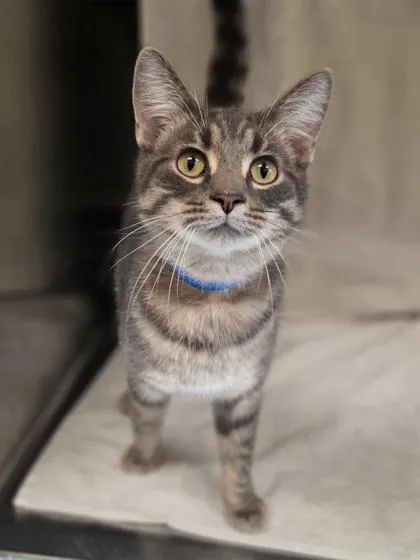 A young medium-sized male Domestic Short Hair cat named Paul for adoption in Westland, MI