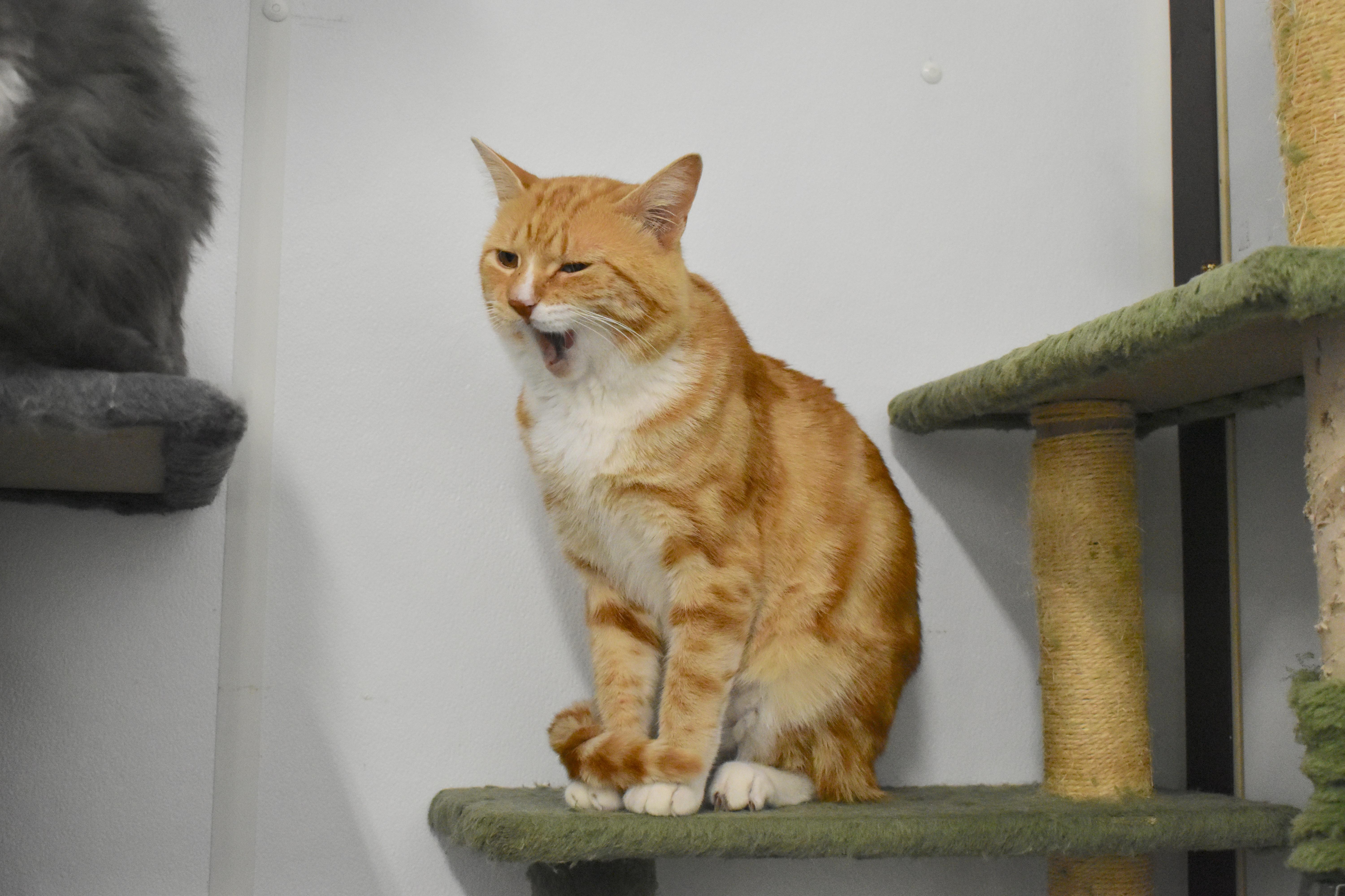 An adult medium-sized male Domestic Short Hair cat named Fabio for adoption in Auburn, NE
