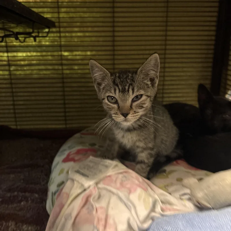 A baby medium-sized female Tabby (Brown / Chocolate) Domestic Short Hair cat named Honda for adoption in Charleston, SC