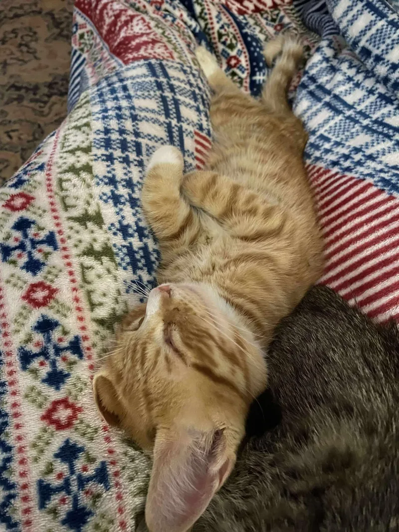 Buddy Holly thumbnail 2