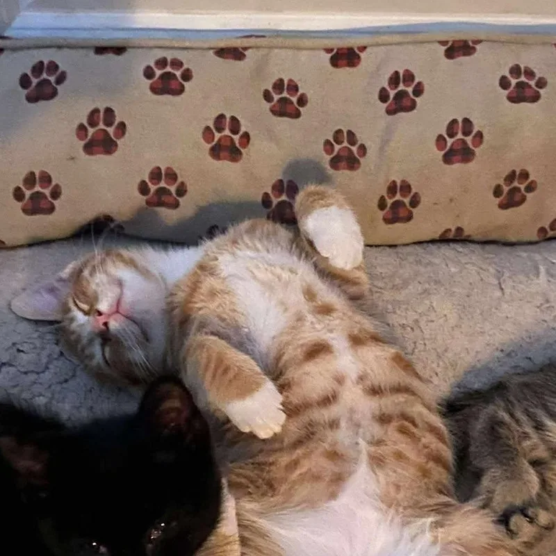 Buddy Holly thumbnail 3