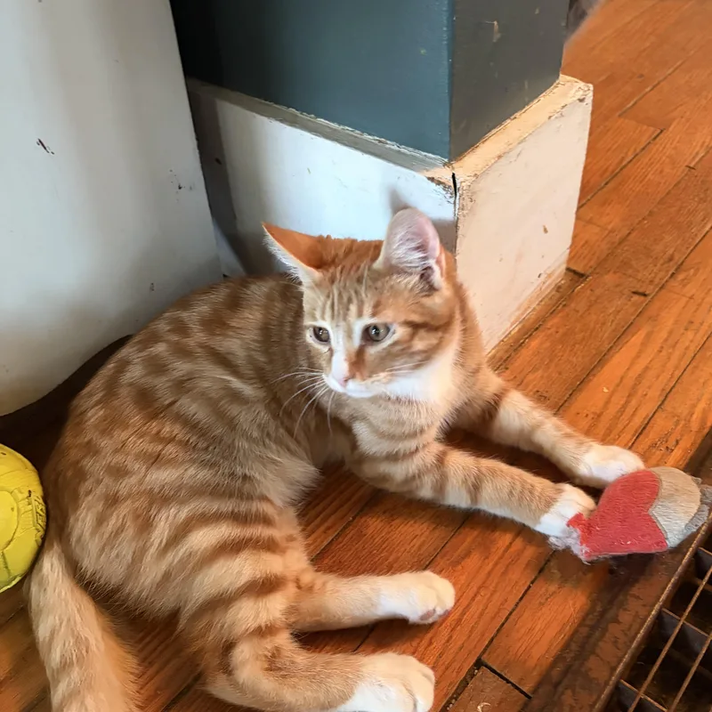 Buddy Holly thumbnail 4