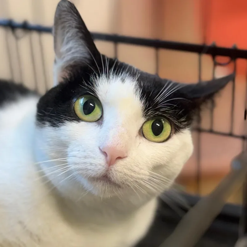An adult large-sized female Black American Shorthair cat named The Witcher for adoption in Decatur, GA