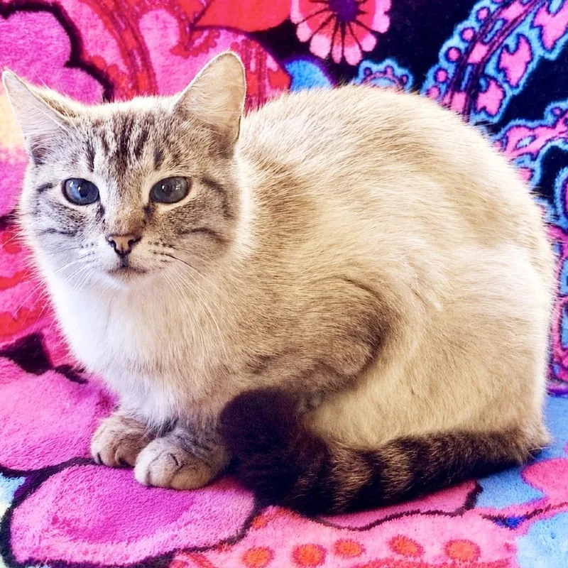 Mama Hoagie