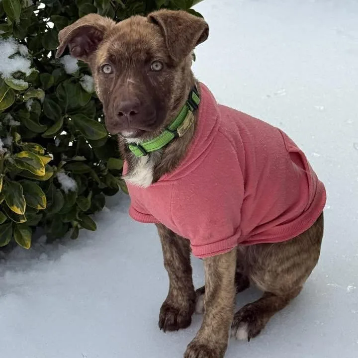 A young small-sized female Brindle German Shepherd Dog dog named Graycie for adoption in Fredericksburg, VA