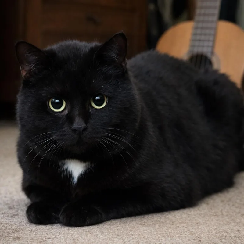 An adult large-sized male Black Domestic Short Hair cat named Slim for adoption in Springfield, MO