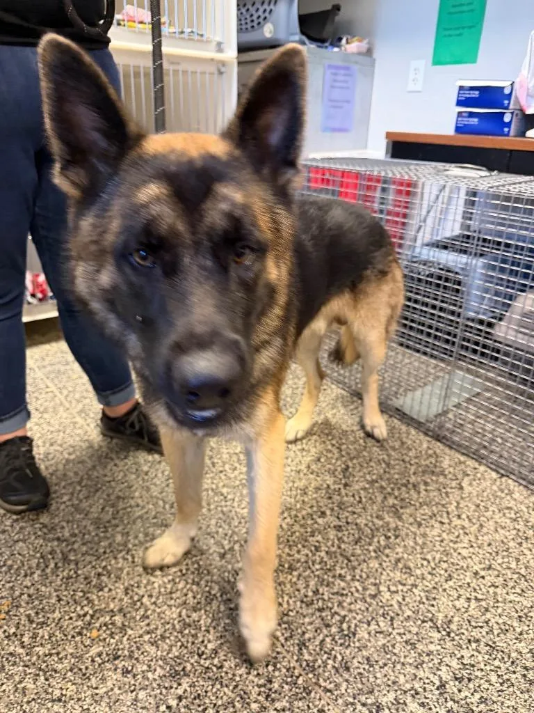 A young large-sized male Mixed Breed dog named Campbell for adoption in Columbia, TN