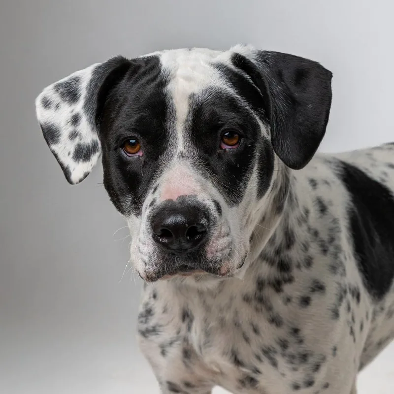 An adult large-sized male White / Cream Mixed Breed dog named Poe for adoption in Palm Springs, CA