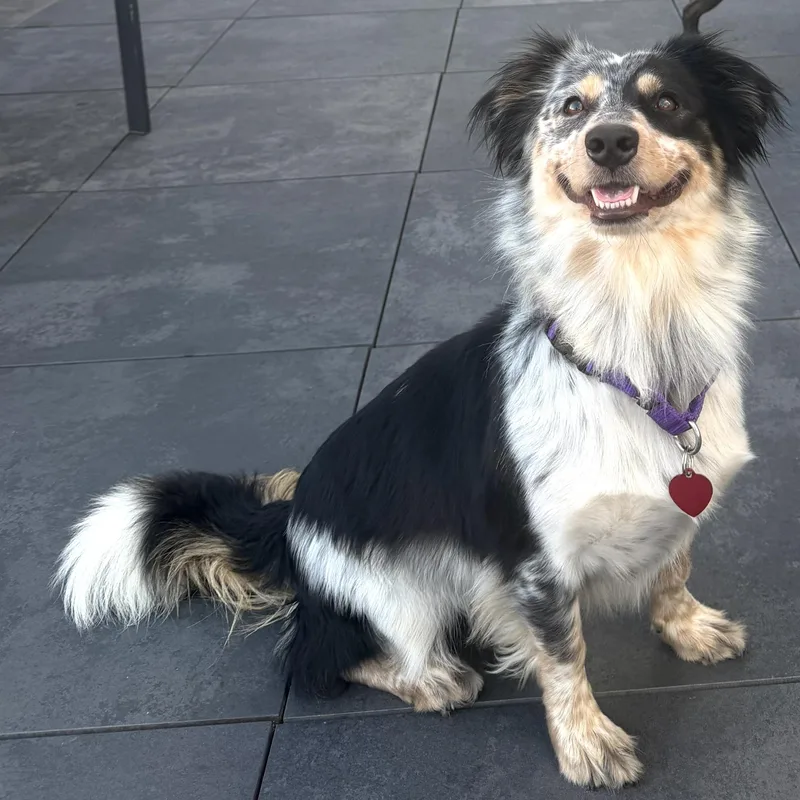Scout thumbnail 5