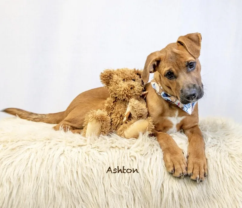A baby medium-sized male Hound dog named Ashton for adoption in Manchester, CT