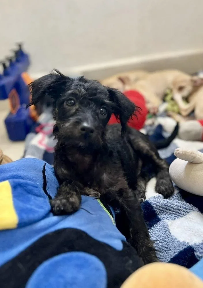 A baby small-sized female Black Terrier dog named Minush for adoption in Escondido, CA