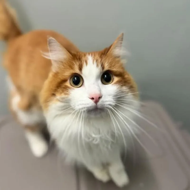 An adult medium-sized male Orange / Red Domestic Medium Hair cat named Leonard for adoption in Brownsboro, AL