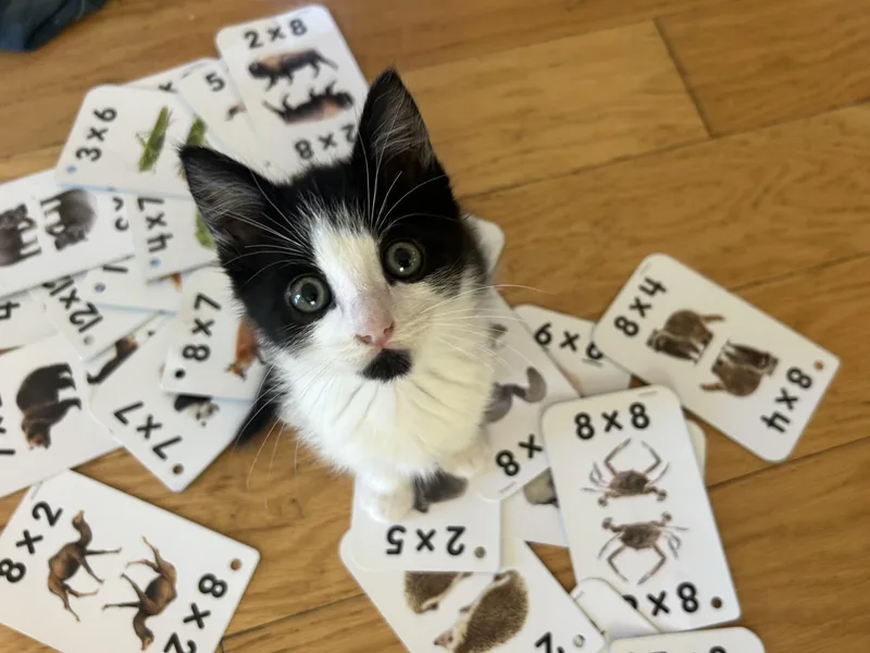 A young small-sized male Black Domestic Medium Hair cat named Juno for adoption in Santa Cruz, CA