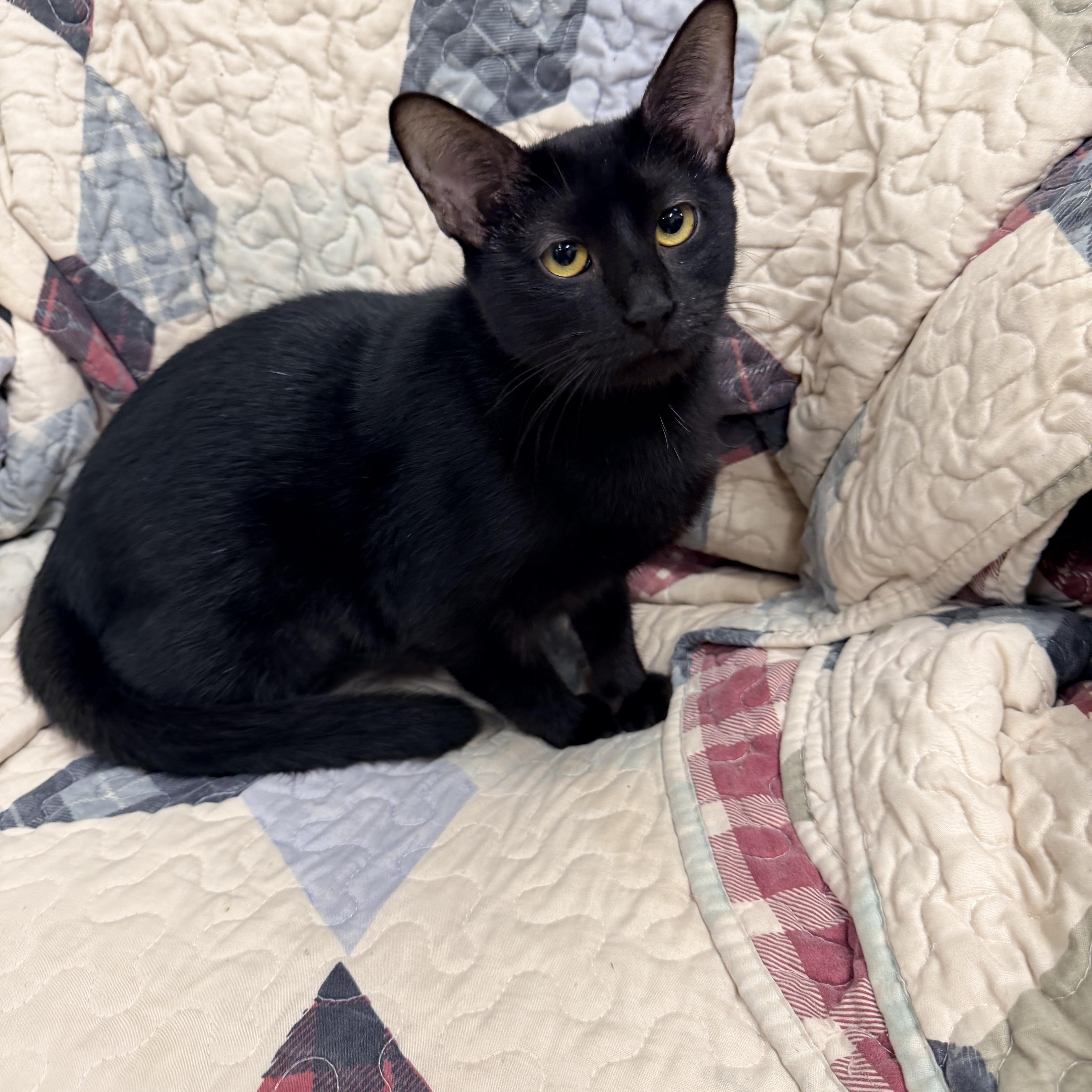 An adult medium-sized female Black Domestic Short Hair cat named Batrice for adoption in Logan, OH