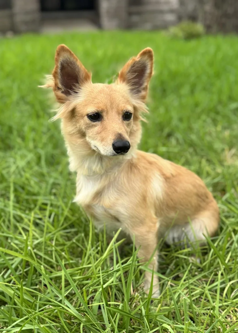 An adult small-sized female Dachshund dog named Katy for adoption in Helotes, TX