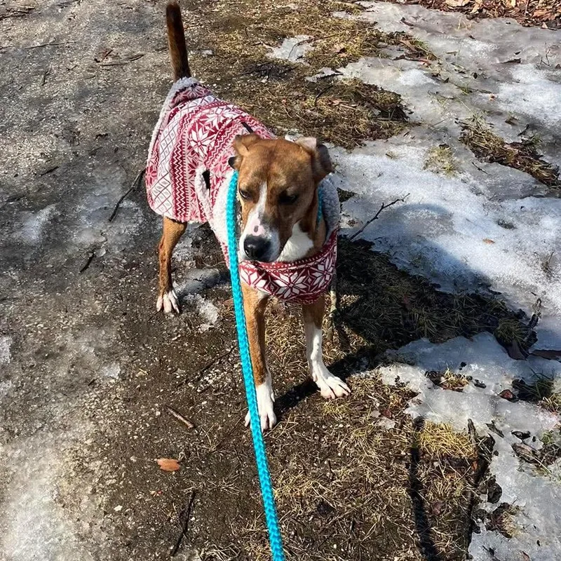 An adult medium-sized male Brindle Plott Hound dog named Timmie for adoption in Phoenix, MD