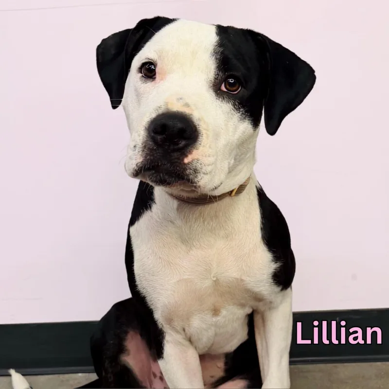 A young medium-sized female Tricolor (Brown, Black, & White) Pit Bull Terrier dog named Lillian for adoption in Tulsa, OK