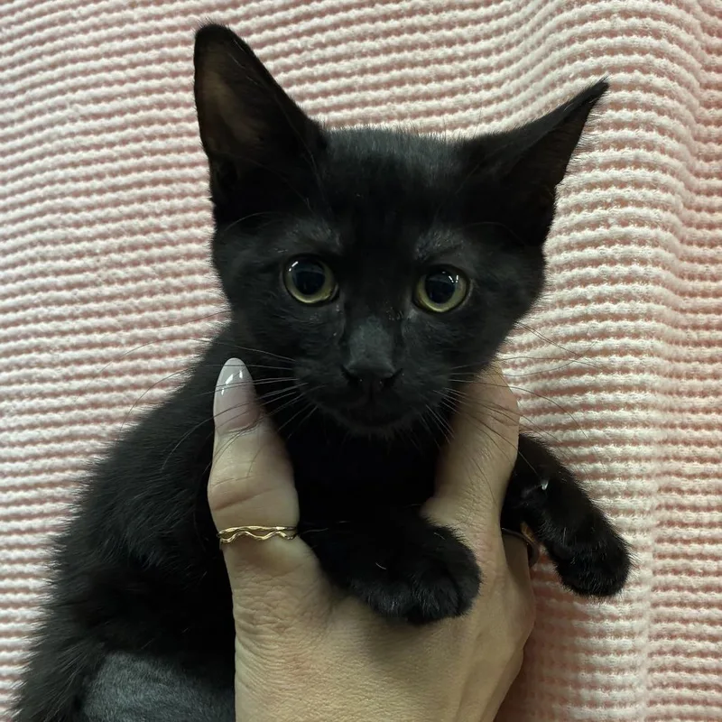 A baby small-sized female Black Domestic Short Hair cat named Kiki for adoption in Sonoma, CA