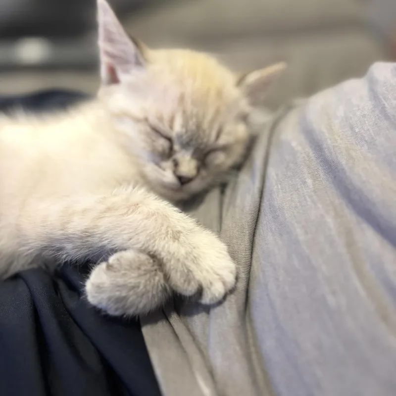 A baby small-sized female Cream / Ivory Siamese cat named Sky for adoption in Tustin, CA